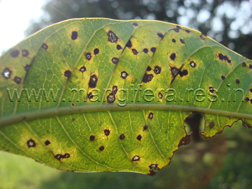 Anthracnose