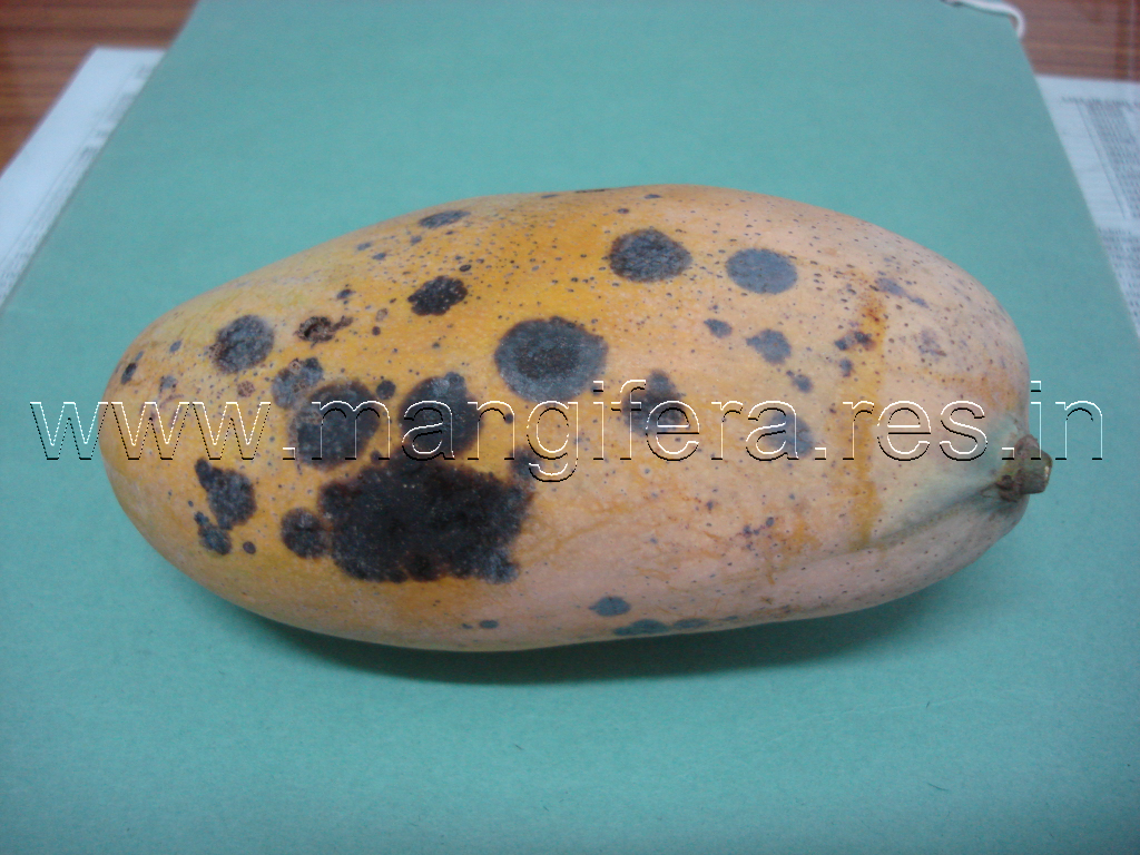 Anthracnose