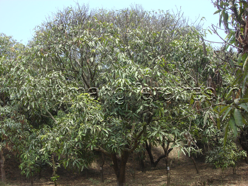 Dieback