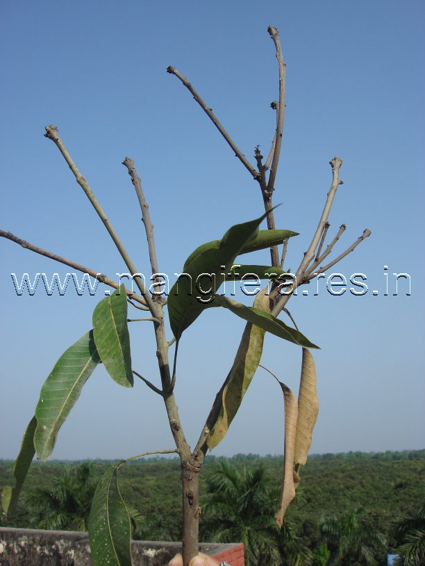Dieback
