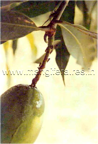 hoppers