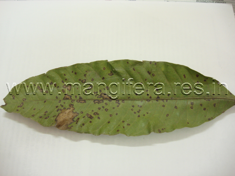 phoma