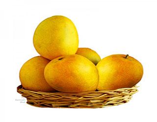 Alphonso Mango Pulp 